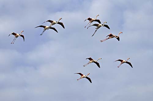 Les Flamands Roses img_07219