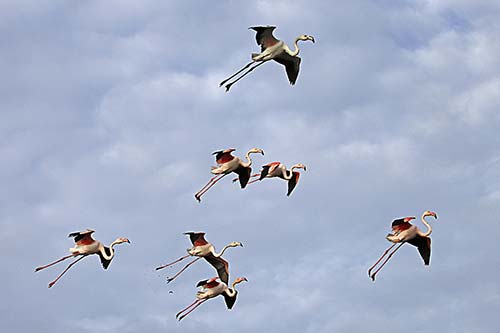 Les Flamands Roses img_07221