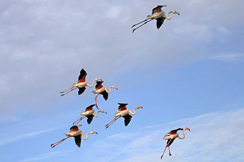 Les Flamands Roses img_07222