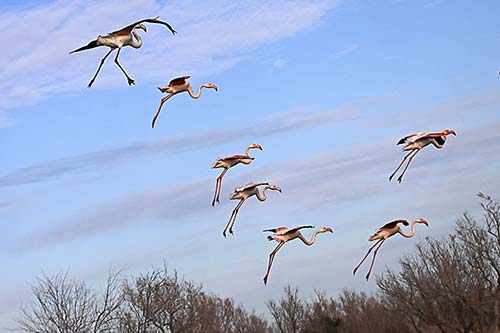 Les Flamands Roses img_07223
