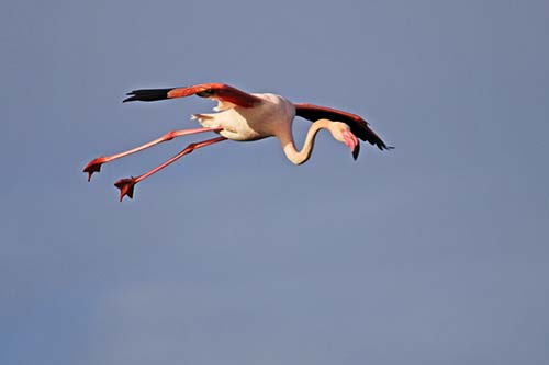 Les Flamands Roses img_07234