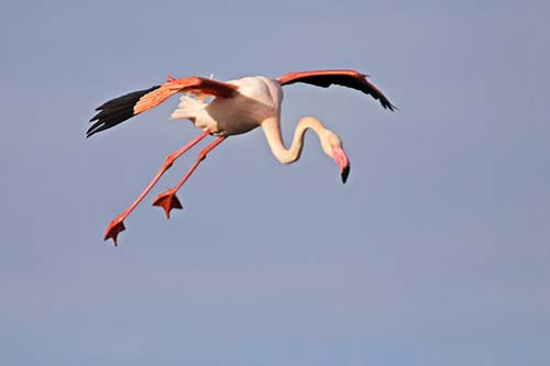 Les Flamands Roses img_07235