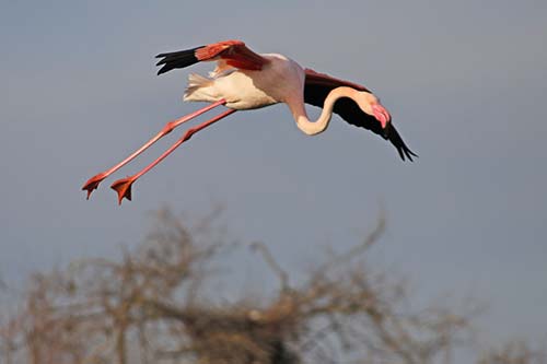 Les Flamands Roses img_07236