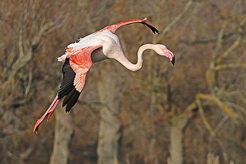 Les Flamands Roses img_07237