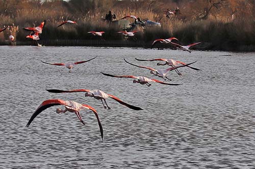 Les Flamands Roses img_07277