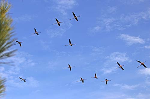 Les Flamands Roses img_07283