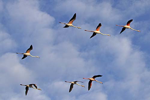 Les Flamands Roses img_07287