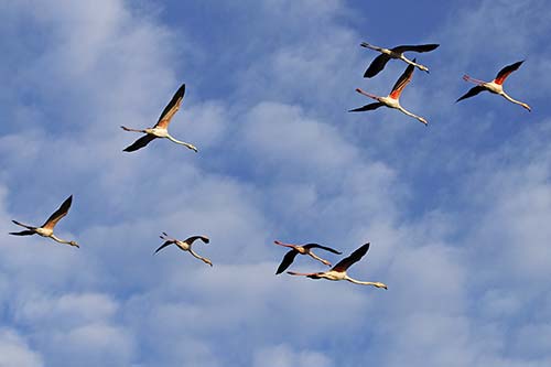 Les Flamands Roses img_07288