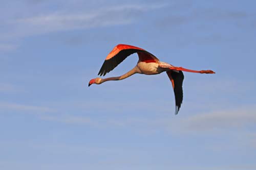Les Flamands Roses img_07294