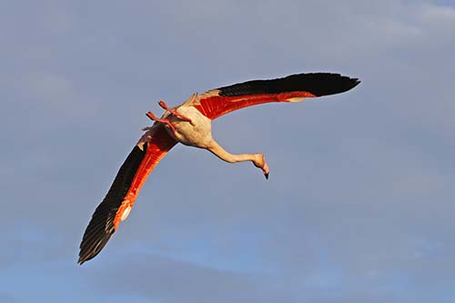 Les Flamands Roses img_07298