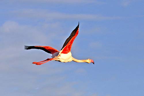 Les Flamands Roses img_07300