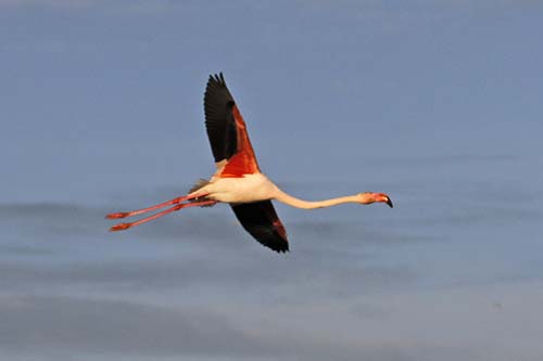 Les Flamands Roses img_07302