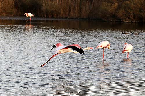 Les Flamands Roses img_07329