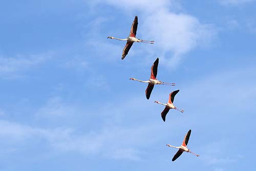 Les Flamands Roses img_08186