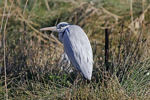 Heron cendré img_06456