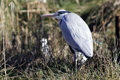 Heron cendré img_06468