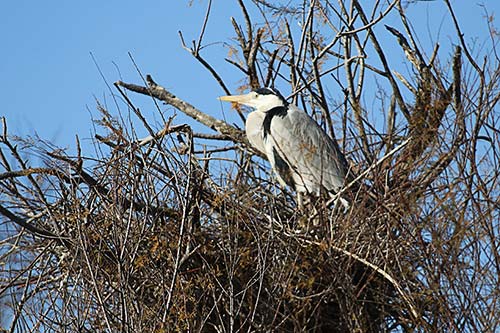 Heron cendré img_06683