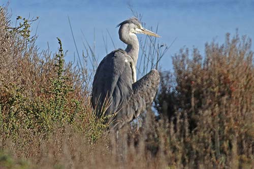 Heron cendré img_06733