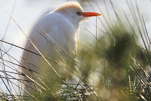 Heron garde boeuf img_06841