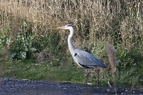 Heron cendré img_06847