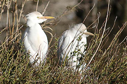 Heron garde boeuf img_06854