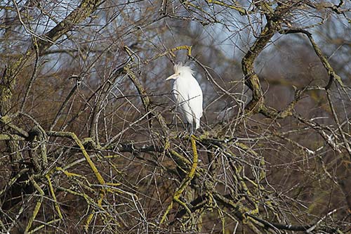 Heron garde boeuf img_06856