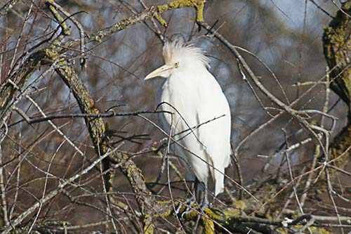 Heron garde boeuf img_06856a