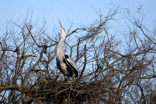 Heron cendré img_06860
