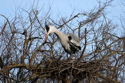 Heron cendré img_06861