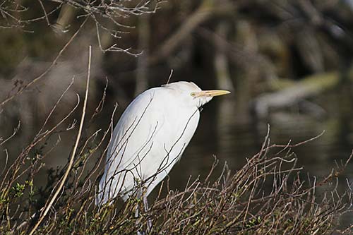 Heron garde boeuf img_06865