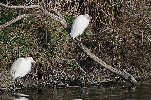 Heron garde boeuf img_06866