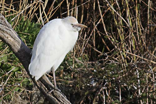 Heron garde boeuf img_06866a