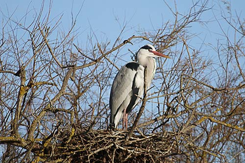 Heron cendré img_06878