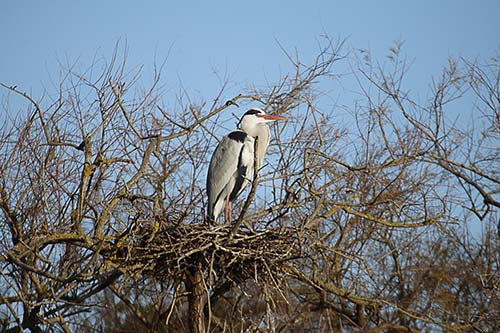 Heron cendré img_06879