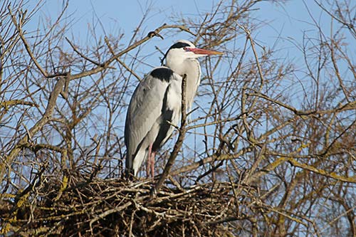 Heron cendré img_06879a