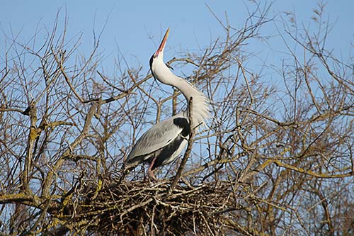 Heron cendré img_06884