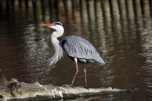 Heron cendré img_06892