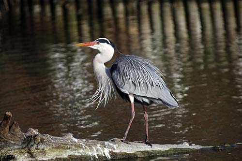 Heron cendré img_06893