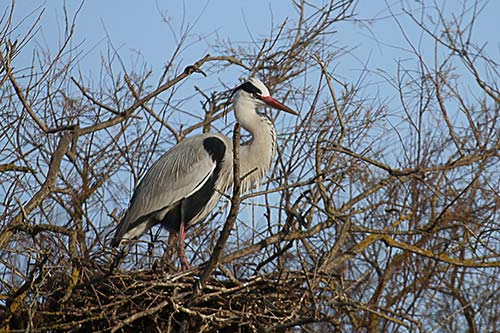 Heron cendré img_06895