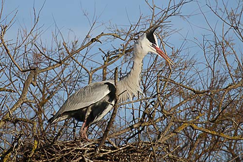 Heron cendré img_06905