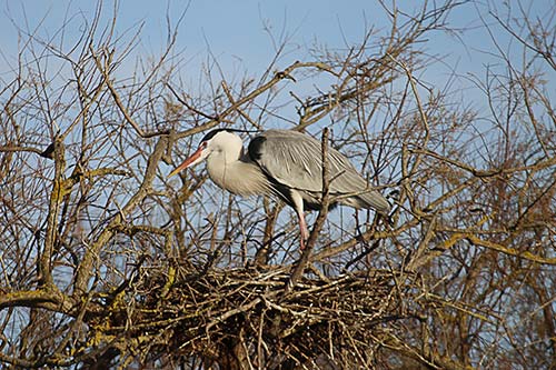 Heron cendré img_06921