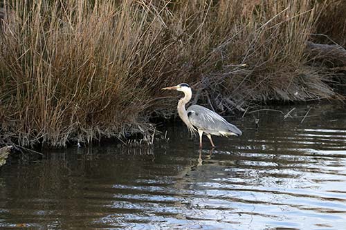 Heron cendré img_06971