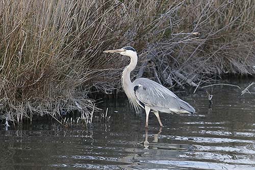 Heron cendré img_06972