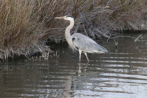 Heron cendré img_06973
