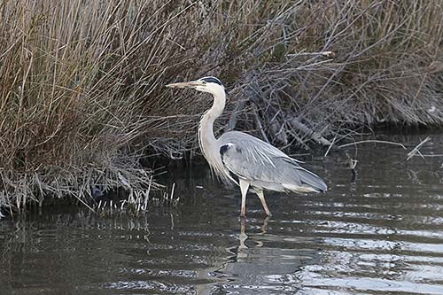 Heron cendré img_06974
