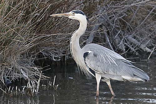 Heron cendré img_06974a