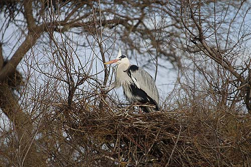 Heron cendré img_07151