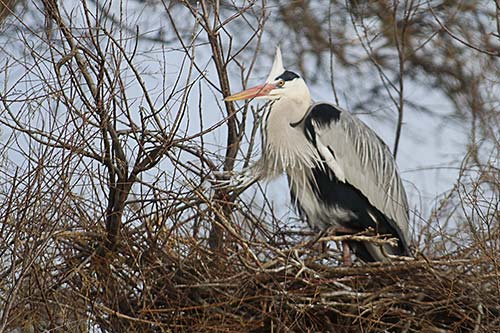 Heron cendré img_07151a