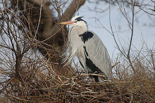 Heron cendré img_07155