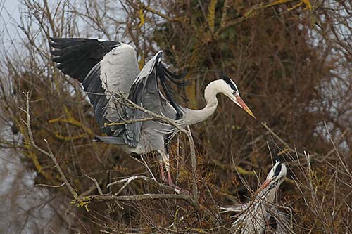 Heron cendré img_07157